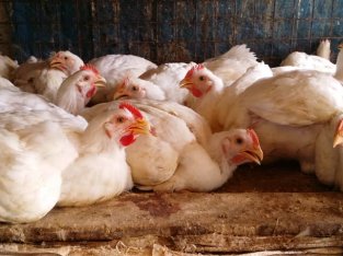 Broiler Chicken for Sale