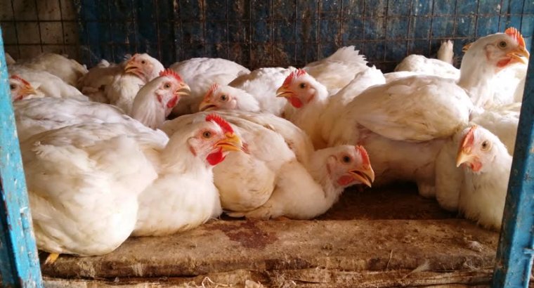 Broiler Chicken for Sale