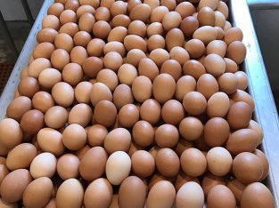 EGGS- wholesale and Ratail