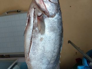 Fresh Nile perch fish ( mbuta)