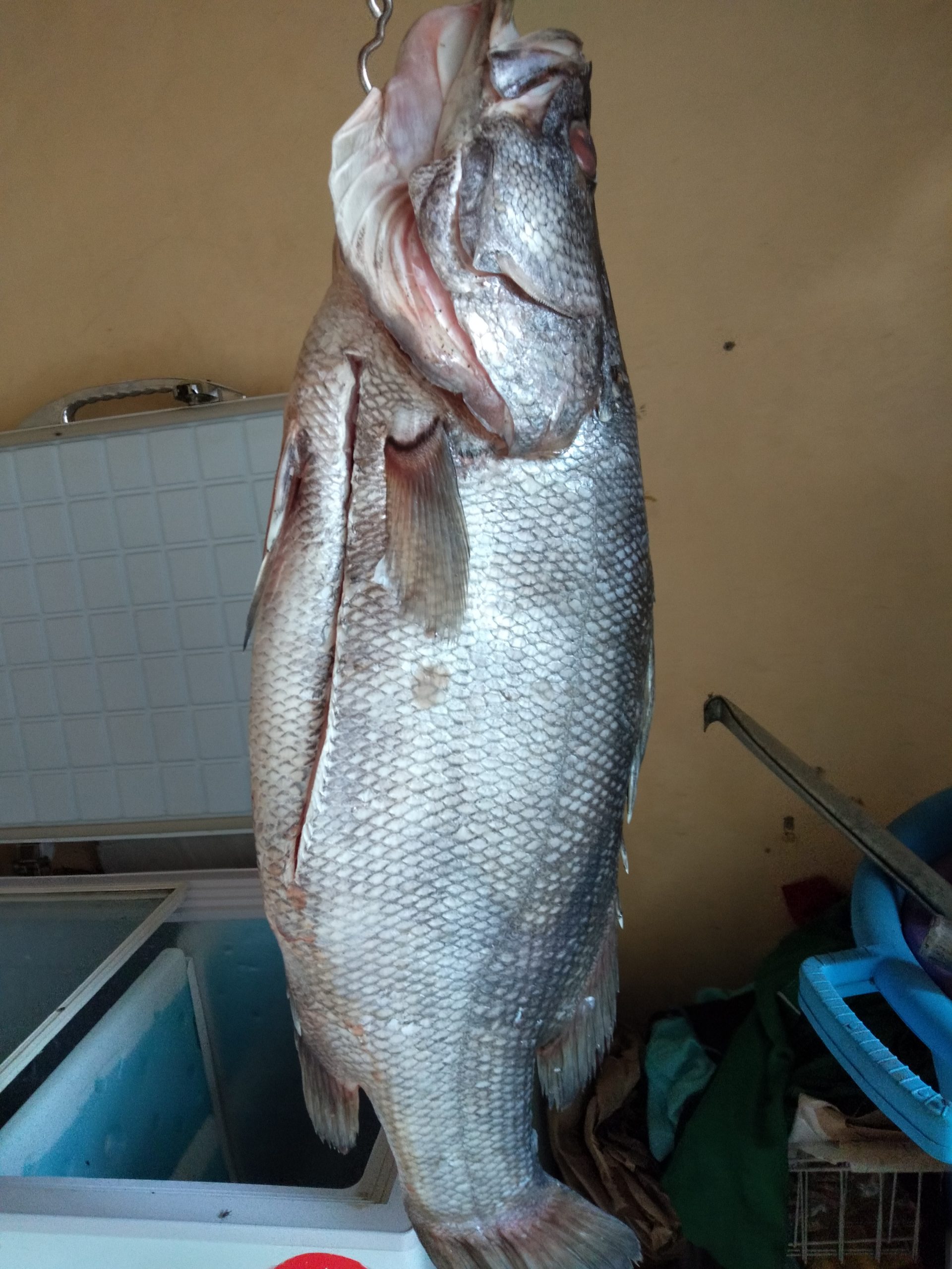 Fresh Nile perch fish ( mbuta)