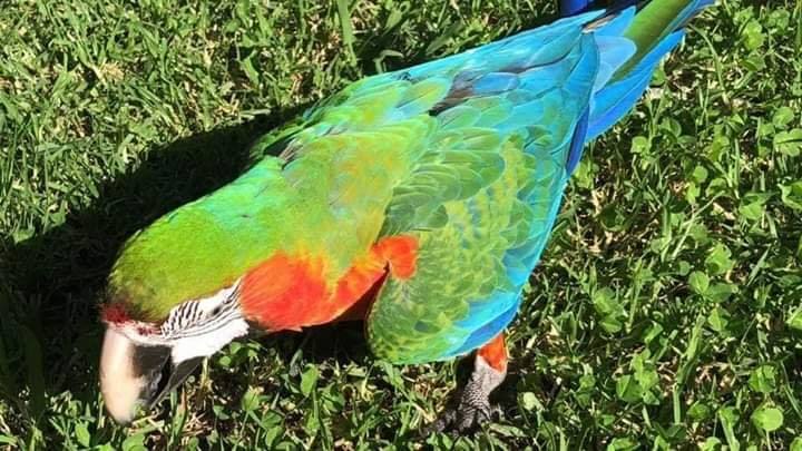 Fertile And Candle Tested Parrots Eggs And Parrots