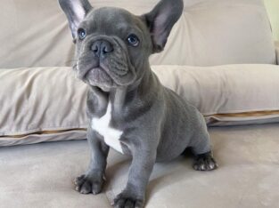 French Bulldogs pups
