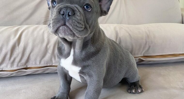 French Bulldogs pups