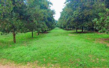 THIKA GROVE CHANIA ESTATE PHASE II PRIME PLOTS FOR