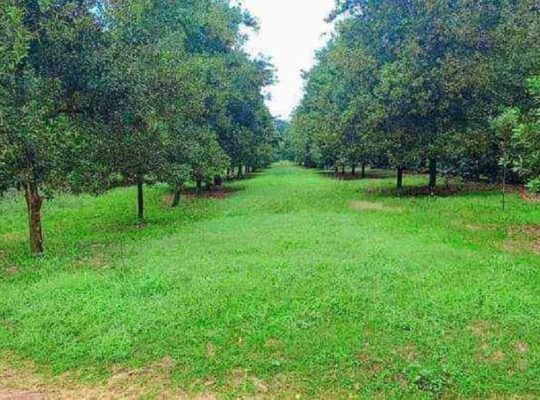 THIKA GROVE CHANIA ESTATE PHASE II PRIME PLOTS FOR