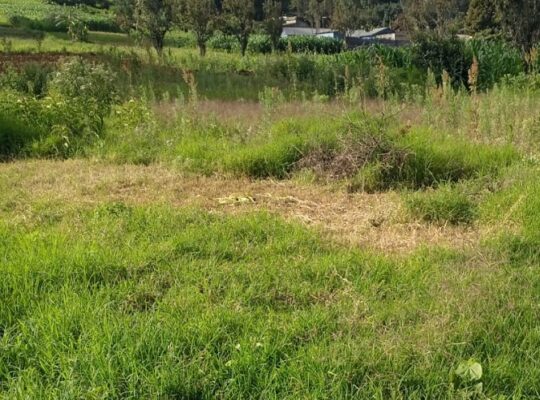 60*100 Prime Plot for Sale in Manguo near Limuru