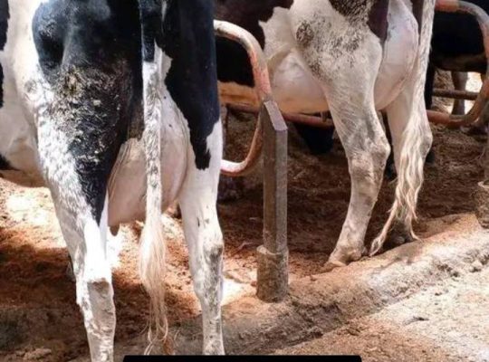 IN calf heifers 4-6 months