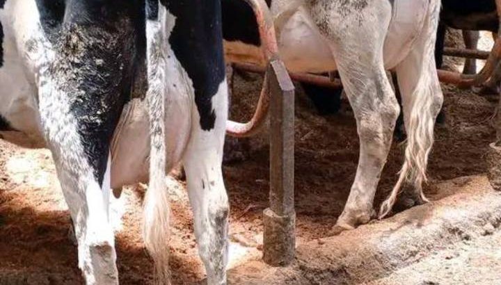 IN calf heifers 4-6 months