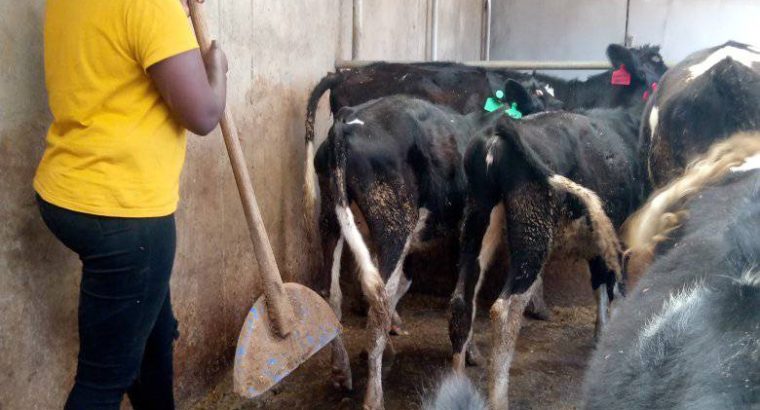 IN calf heifers 4-6 months