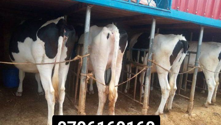 IN calf heifers 4-6 months