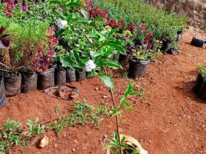 Flower Seedlings