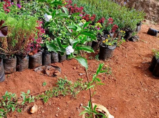 Flower Seedlings