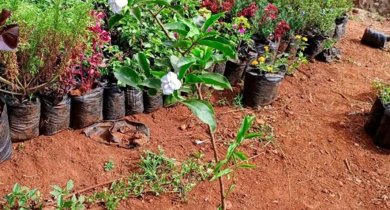 Flower Seedlings