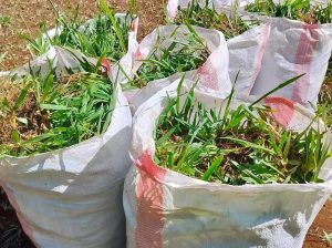 Pemba green grass