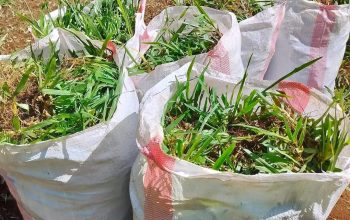Pemba green grass