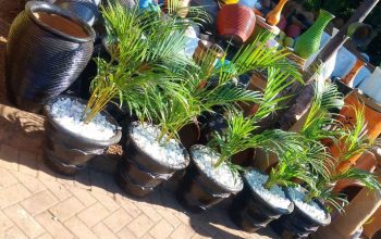 Potted golden palms