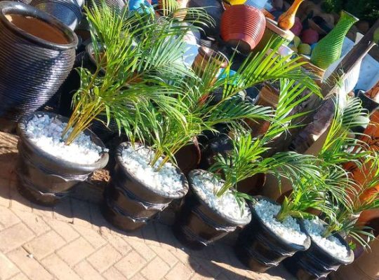 Potted golden palms