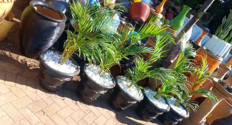 Potted golden palms