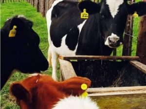 Dairly Cow for sale