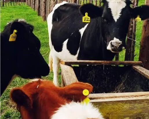 Dairly Cow for sale